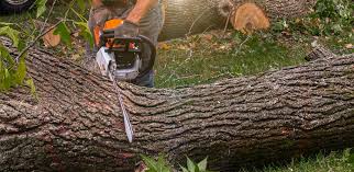 Best Organic Lawn Care Solutions  in Atlantic Beach, FL