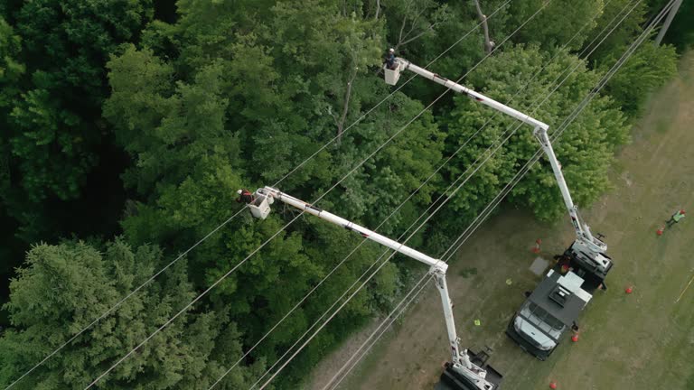 Best Root Management and Removal  in Atlantic Beach, FL