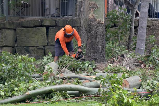 Trusted Atlantic Beach, FL Tree Removal Experts
