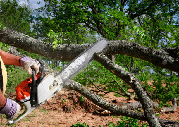 Best Lawn Maintenance Plans  in Atlantic Beach, FL